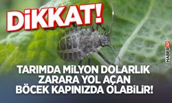 Tarımda Milyon Dolarlık Zarara Yol Açan Böcek Kapınızda Olabilir!