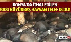 Konya'da ithal edilen 1000 büyükbaş hayvan telef oldu!