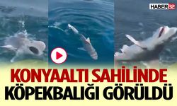 Konyaaltı Sahilinde Köpekbalığı Görüldü