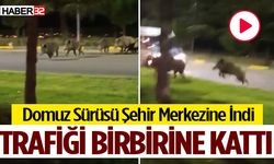 Anayola İnen Domuz Sürüsü Trafiği Birbirine Kattı