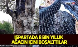 Ispartada 8 Bin Yıllık Ağacın İçini Boşalttılar