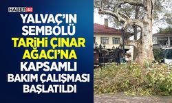 Tarihi Çınar Ağacı’na Kapsamlı Bakım Çalışması Başlatıldı