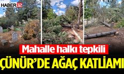 Çünür Mezarlığında Ağaç Katliamı