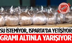 Isparta’da Yetişiyor, Gramı Altınla Yarışıyor