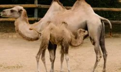 1 Kilo deve eti kaç TL? Deve eti ucuz mu, pahalı mı?