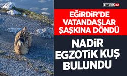 Eğirdir’de Nadir Egzotik Kuş Bulundu