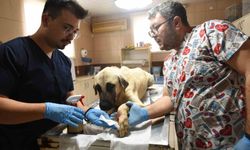 Saldırgan köpek ihbarına giden Kepez Belediyesi'nin çalışanlarına saldırı