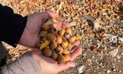 Toros Dağları’nda  gizemli hayırseverin 30 yıl önce aşıladığı meyveler bölge halkına gelir oldu