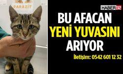 Uysal Tekir Kedi Yeni Yuvasını Arıyor
