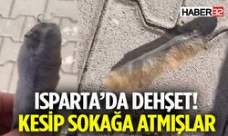 Isparta’da Dehşet! Görenler Şok Geçirdi
