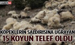 Köpeklerin saldırısına uğrayan 15 koyun telef oldu