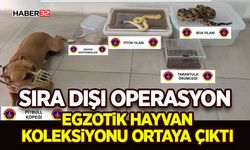 Egzotik Hayvan Koleksiyonu Ortaya Çıktı