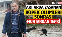 Art arda yaşanan köpek ölümleri sonrası muhtardan tepki