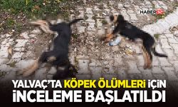Yalvaç’ta Köpek Ölümleri İçin İnceleme Başlatıldı