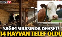 Sağım Sırasında Facia! 14 Hayvan Telef Oldu