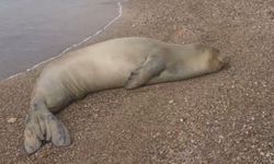 Yunanistan'dan kaçıp Antalya'da sahilde hareketsiz bulunan Akdeniz Foku denize salındı