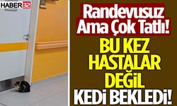 Bu Kez Hastalar Değil Psikolog Kapısında Kedi Bekledi