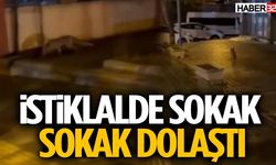 Tilki Sokak Sokak Dolaştı, Mahalle Sakinleri Tedirgin Oldu