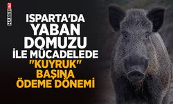 Isparta'da Yaban Domuzu İle Mücadelede "Kuyruk" Başına Ödeme Dönemi