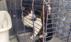 Derede mahsur kalan kedi kurtarıldı