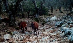 Kovada Gölü Milli Parkı'nda yaban hayatı fotokapana yansıdı