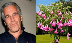 Epstein Borazan Çiçeği olayı ne, gerçek mi, doğru mu? Borazan Çiçeği nedir, etkileri neler?