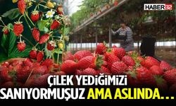 Yediğimiz Meyve Değilmiş…