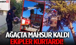 Ağaçta Mahsur Kaldı Ekipler Kurtardı!