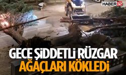 Fırtına Ağaçları Kökünden Söktü