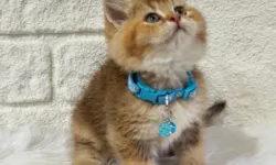 Yavru Kedi Sahiplenme ile Hayatınıza Neşe Katın