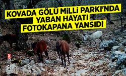 Kovada Gölü Milli Parkı'nda yaban hayatı fotokapana yansıdı
