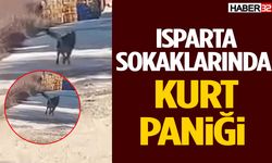Isparta’da Kurt Şehir Merkezine İndi