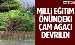 Milli Eğitim Önündeki Çam Ağacı Devrildi