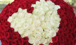 Tek Gül, Kırmızı Gül, İthal Gül Kaç TL Oldu? Sevgililer Günü Gül Fiyatları 2026