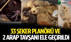 33 Şeker Planörü ve 2 Arap Tavşanı Ele Geçirildi