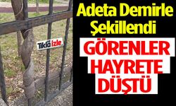 Isparta’da Doğanın İlginç Oyunu