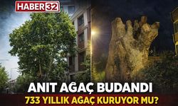 Anıt Ağaç Budandı! 733 Yıllık Ağaç Kuruyor Mu?