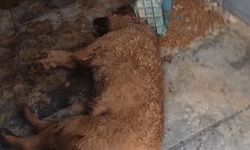 Bucak Belediyesi Sokak Hayvanları Bakımevi ve Rehabilitasyon Merkezi'nde feci görüntüler