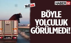 Kamyonetin Üzerindeki Dana İzleyenleri  Şaşırttı