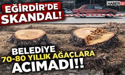 Eğirdir’de Skandal! Belediye 70-80 Yıllık Ağaçlara Acımadı