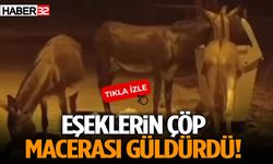 Eşeklerin Çöp Macerası Güldürdü!