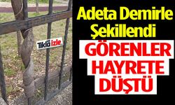 Isparta’da Doğanın İlginç Oyunu