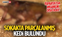 Isparta’da İnsanlık Dışı Olay! Sokakta Parçalanmış Kedi Bulundu