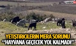 Yetiştiricilerin Mera Sorunu: “Hayvana Geçecek Yol Kalmadı”