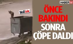 Aç Kurt Önce Bakındı Sonra Çöpe Daldı!