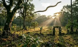 Uçan yılan Türkiye'de var mı? Uçan yılan var mı, gerçek mi?