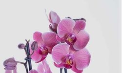Orkide Fiyatları ve Değerini Etkileyen Unsurlar