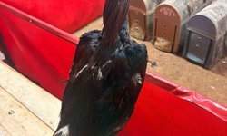 Alanya'da horoz dövüşüne jandarma baskını: 11 kişiye 143 bin TL ceza