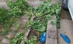 Antalya'da küçük çocuk ikinci kattan düştü, olayı kırıklarla atlattı