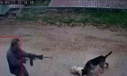 Kavga eden sokak köpeklerine tüfekle ateş edip bir köpeği öldürdü